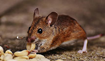 24 Hour & Emergency Exterminators in Horse Creek, CA